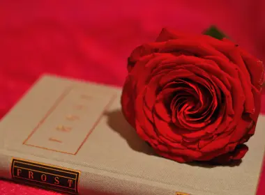 摄影 静物 花 玫瑰 Red Rose 书 Red Flower 高清壁纸 3872x2592
