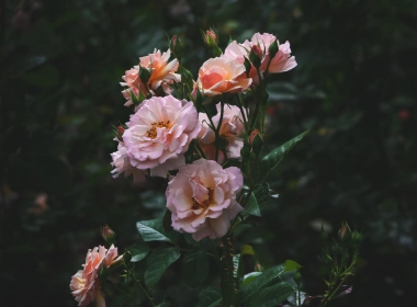 粉红色的玫瑰、水滴、叶子、花瓣 3639x5458