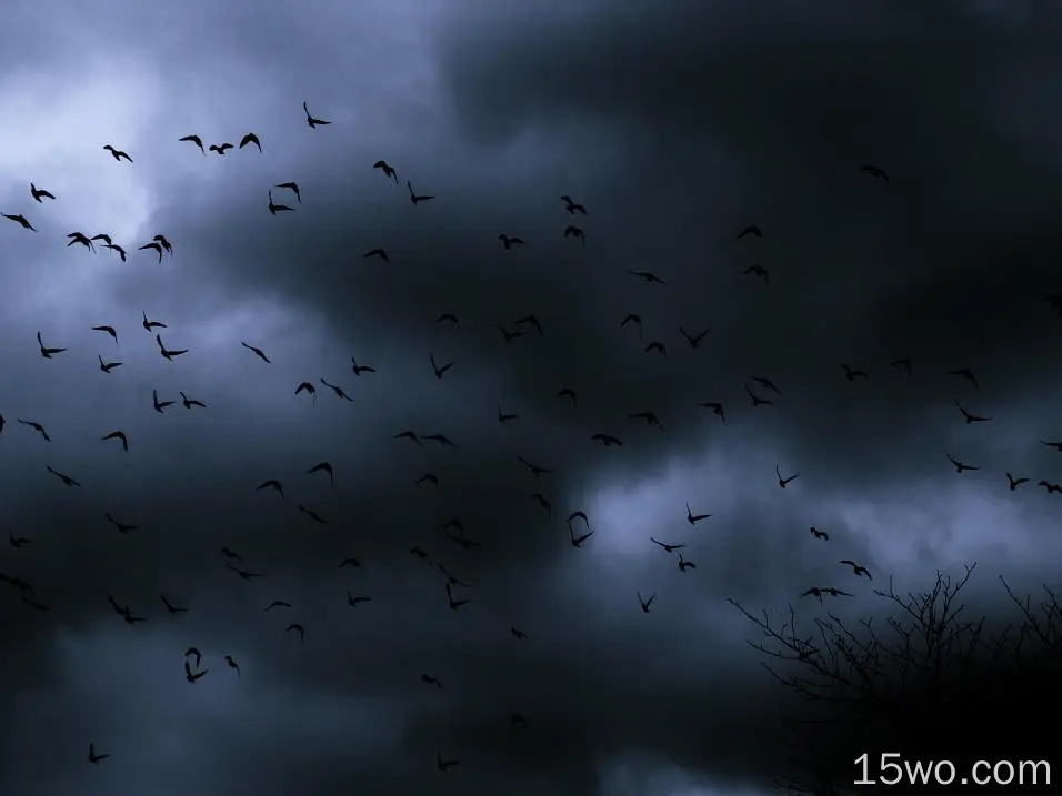 自然 云 黑暗 大自然 鸟 天空 高清壁纸
