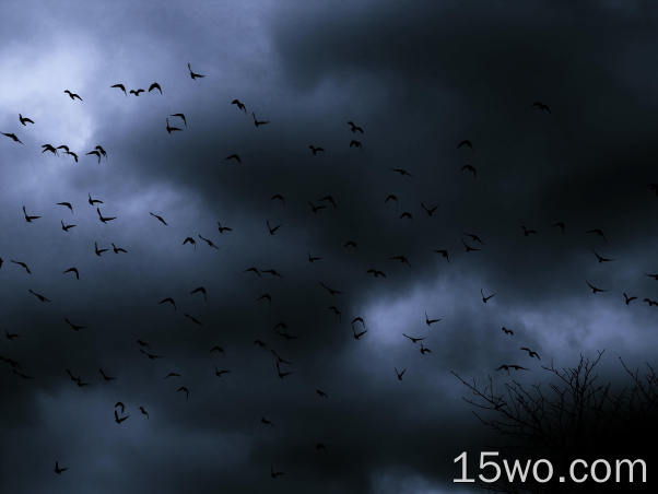 自然 云 黑暗 大自然 鸟 天空 高清壁纸
