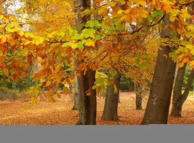 自然 树 地球 秋季 Foliage 叶子 高清壁纸 3648x2736