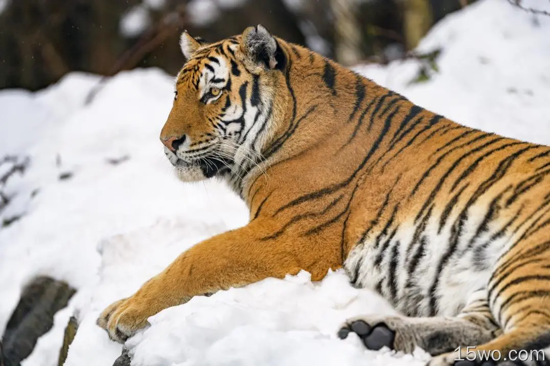 老虎、条纹、野生动物、食肉动物、大型猫科动物、雪