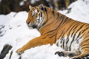 老虎、条纹、野生动物、食肉动物、大型猫科动物、雪  5568x3712