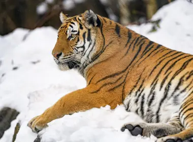 老虎、条纹、野生动物、食肉动物、大型猫科动物、雪 5568x3712