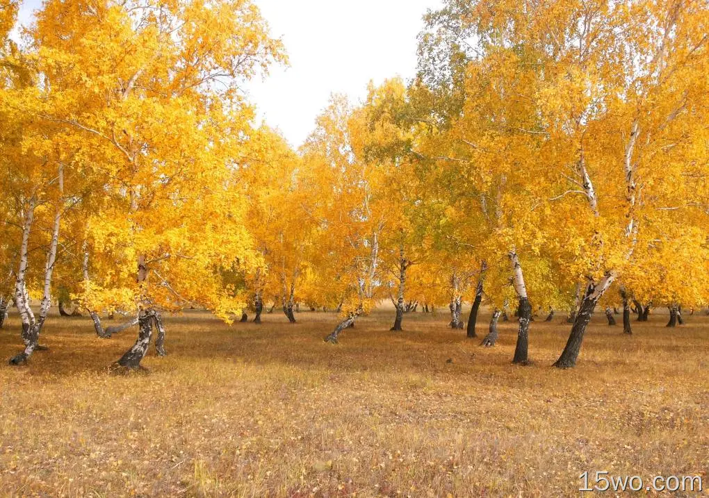 哈萨克斯坦,性质,木本植物,Grove,落叶,壁纸,3264x2294