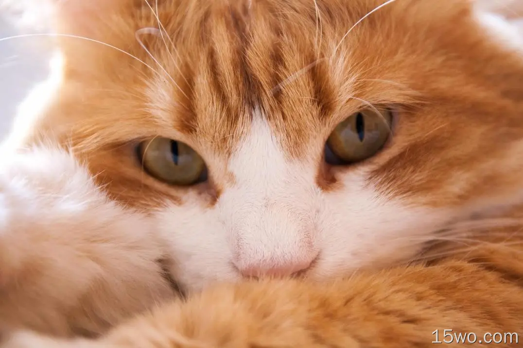 动物 猫 Close-Up Stare 高清壁纸