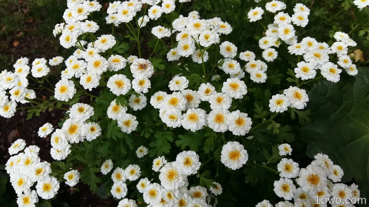 菊花，白色，花瓣