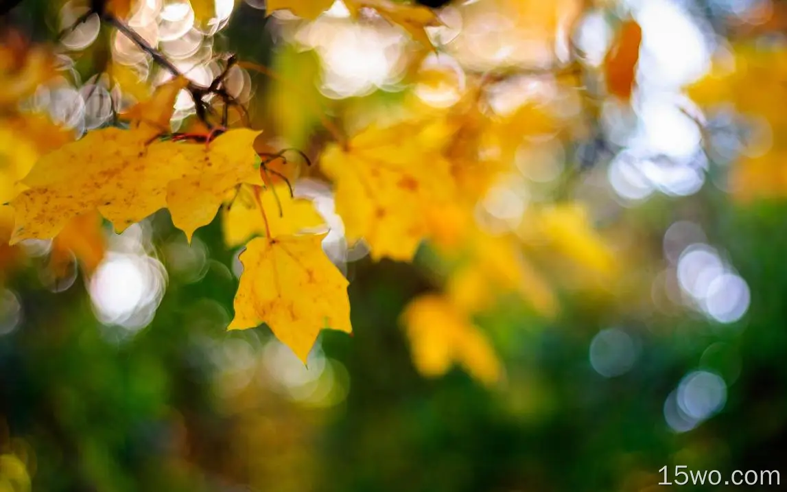 自然 叶子 秋季 微距 散焦 高清壁纸