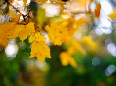自然 叶子 秋季 微距 散焦 高清壁纸 3840x2400