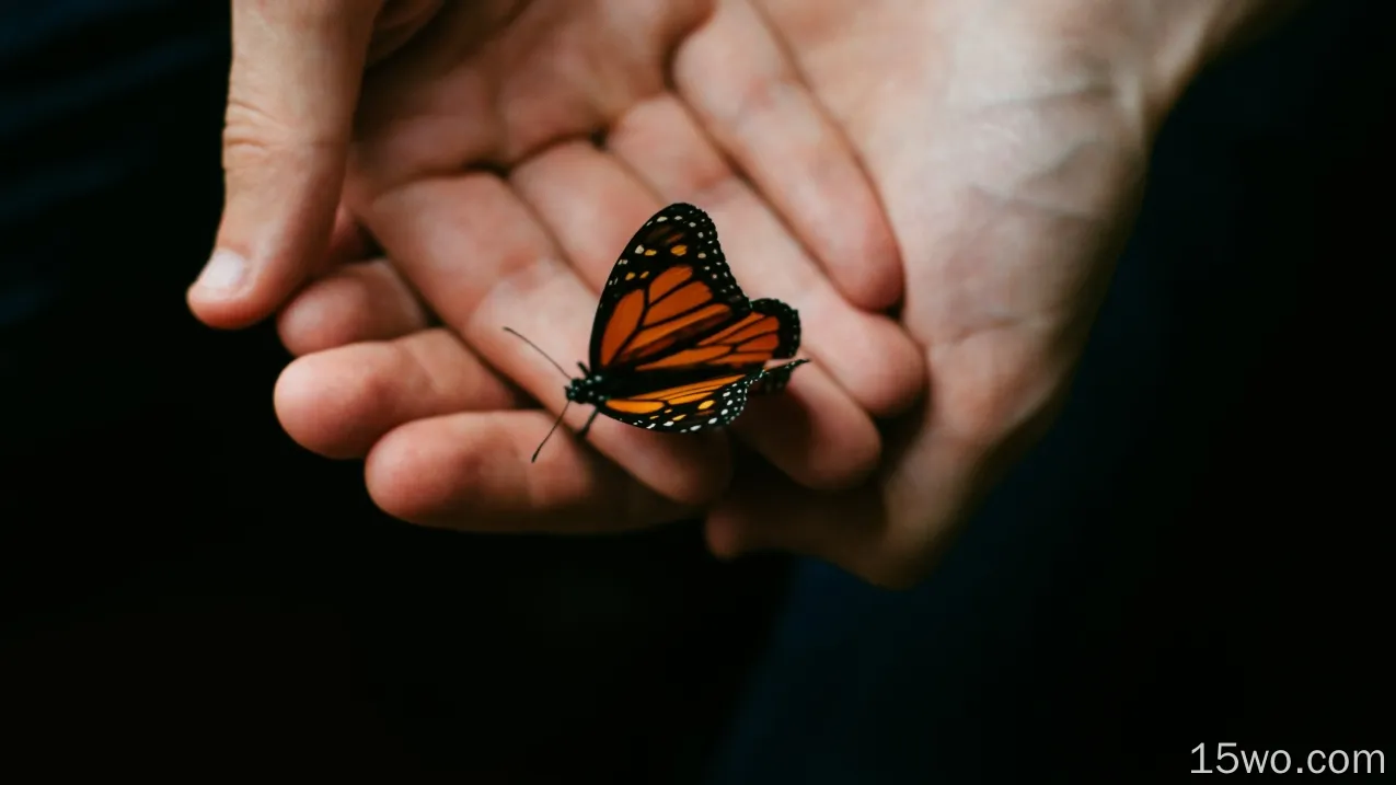 蝴蝶、手、昆虫