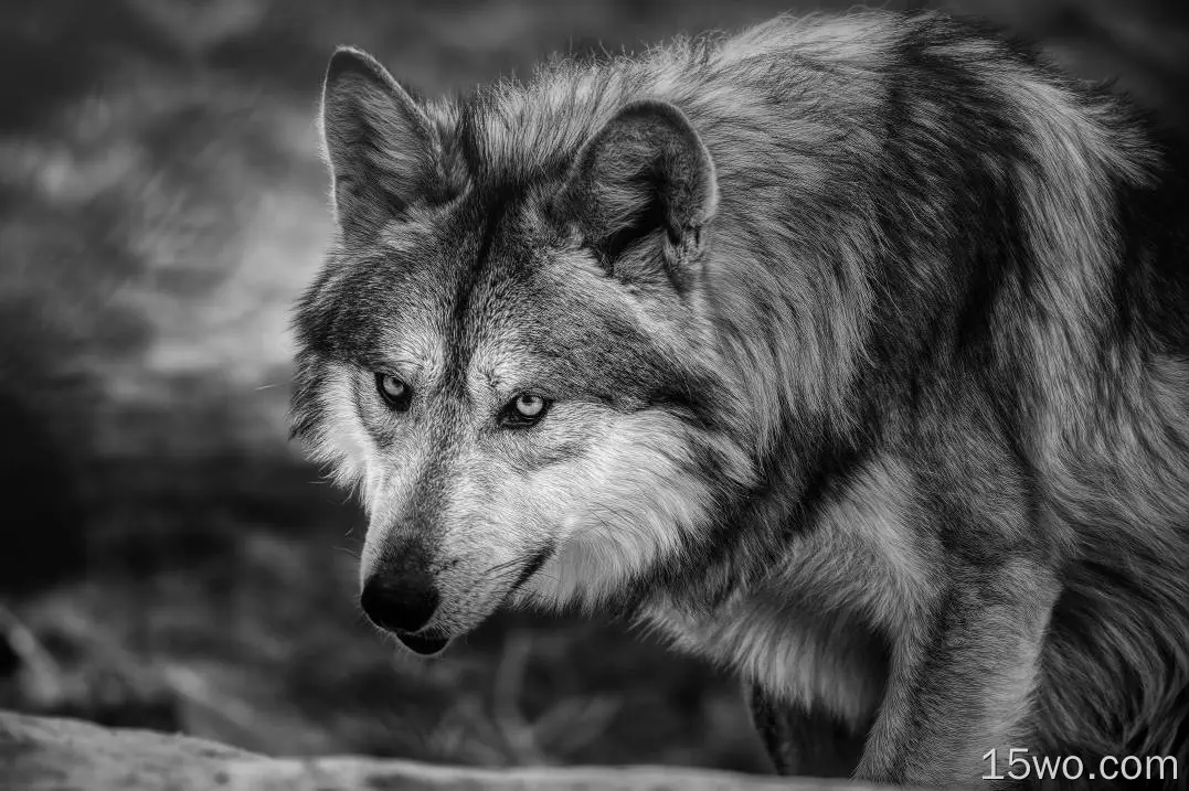 动物 狼 黑白 predator 高清壁纸