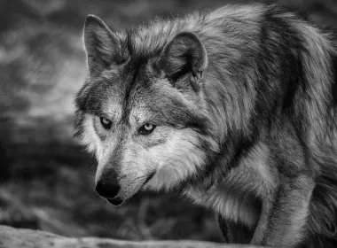 动物 狼 黑白 predator 高清壁纸 3600x2397