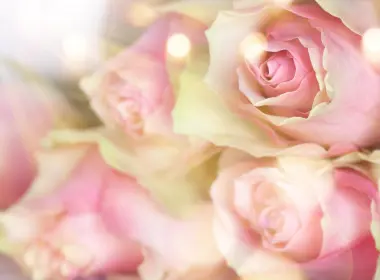 粉色玫瑰，特写，花束，模糊 3840x2160