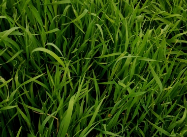 草，植物，绿色 2560x1440