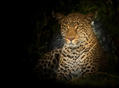 豹子、大猫、野生动物、捕食者 3840x2160