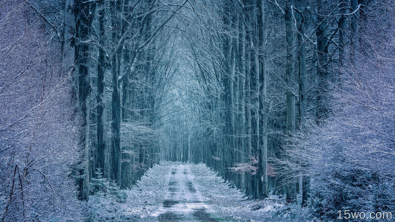 霜冻、寒冷、道路、森林、冬天、下雪