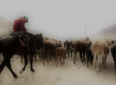 雾，马，雾，早晨，牧民 5120x2880