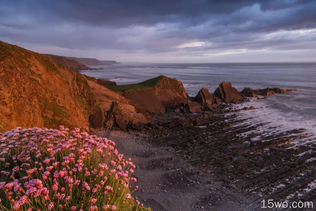 自然 海岸 大自然 海滩 Horizon Pink Flower 云 高清壁纸