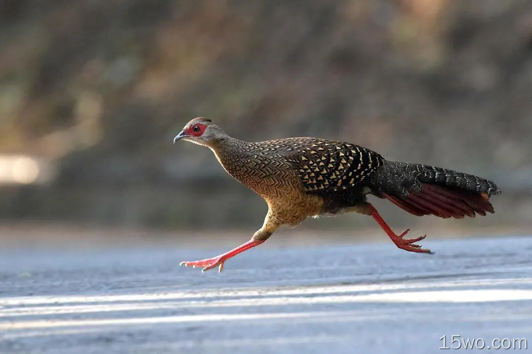 动物 Swinhoe's Pheasant 鸟 鸡形目 Pheasant Running 散焦 高清壁纸