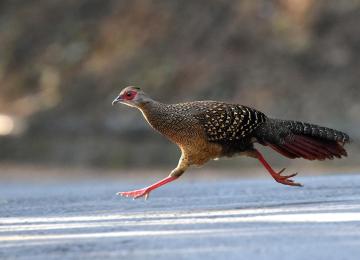 动物 Swinhoe's Pheasant 鸟 鸡形目 Pheasant Running 散焦 高清壁纸  2907x1938