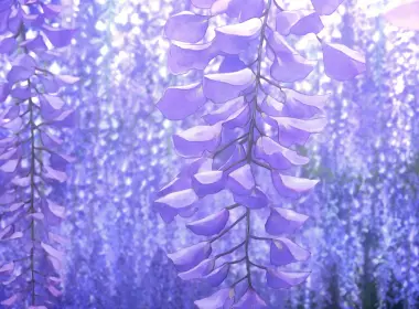 恶魔杀手kimetsu,no,Yaiba,紫色的,紫罗兰色,陆地上的植物,木本植物,壁纸,3840x2160 3840x2160