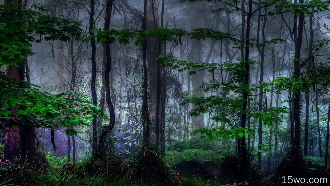 森林，黑暗，树木，树叶，薄雾
