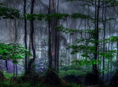 森林，黑暗，树木，树叶，薄雾 2560x1440