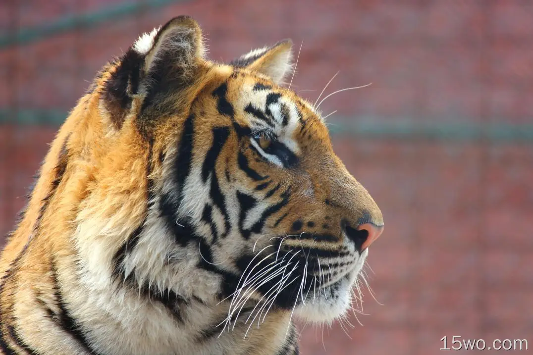 老虎，侧面视图，捕食者，野生，头部，耳朵，鼻子