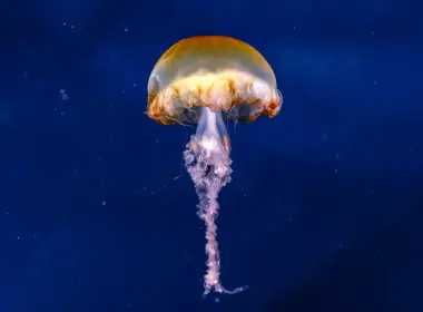 发光水母，水下，博克，深度 5470x3077