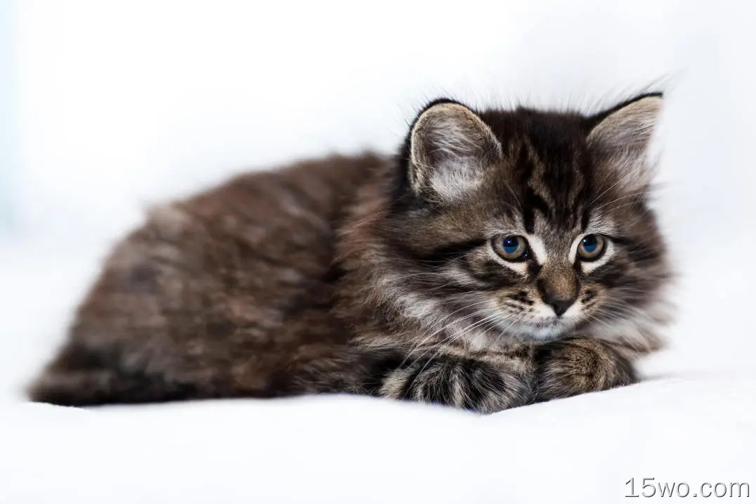 动物 猫 Pet Kitten Baby Animal 高清壁纸