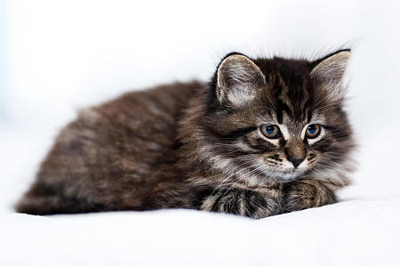 动物 猫 Pet Kitten Baby Animal 高清壁纸 3975x2650