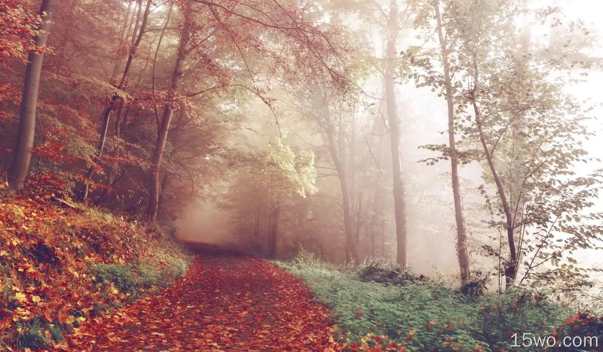 森林、雾、秋天、树叶
