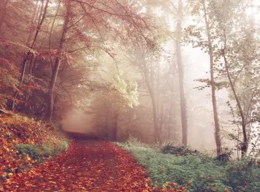 森林、雾、秋天、树叶 4616x2699