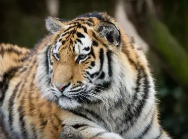 老虎，威严，躺着，看向别处，食肉动物，大型猫科动物 5184x3456