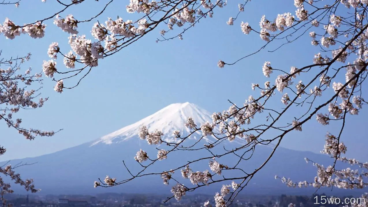 富士山 樱花
