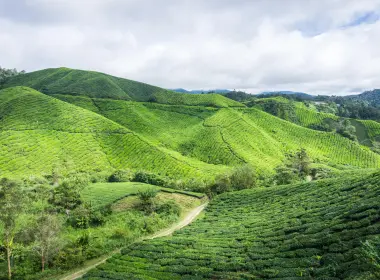 茶园、马来西亚、种植园、高地、农田 6000x4000