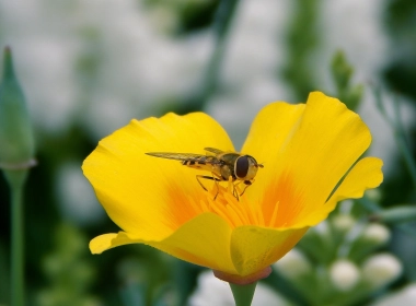 蜜蜂、黄花、昆虫、授粉 3264x2040