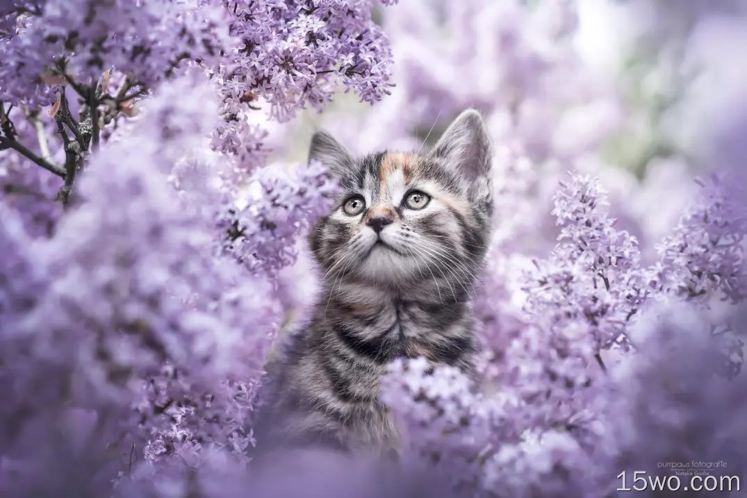 动物 猫 Kitten 花 高清壁纸