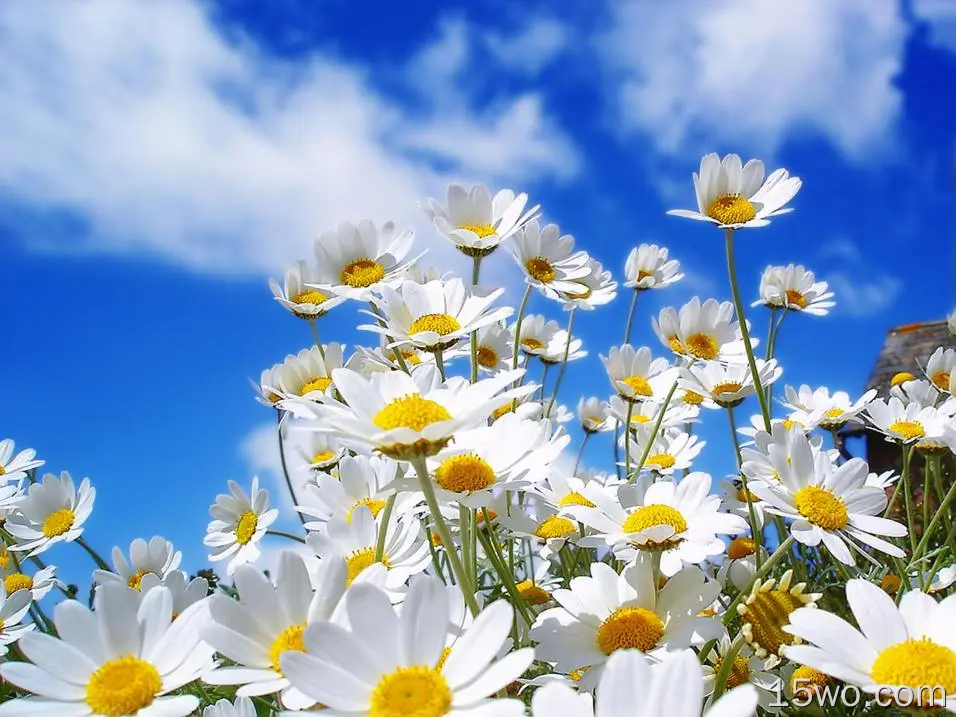 自然 雏菊 花卉 White Flower 天空 高清壁纸