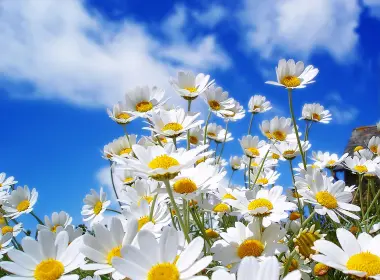 自然 雏菊 花卉 White Flower 天空 高清壁纸 2560x1920
