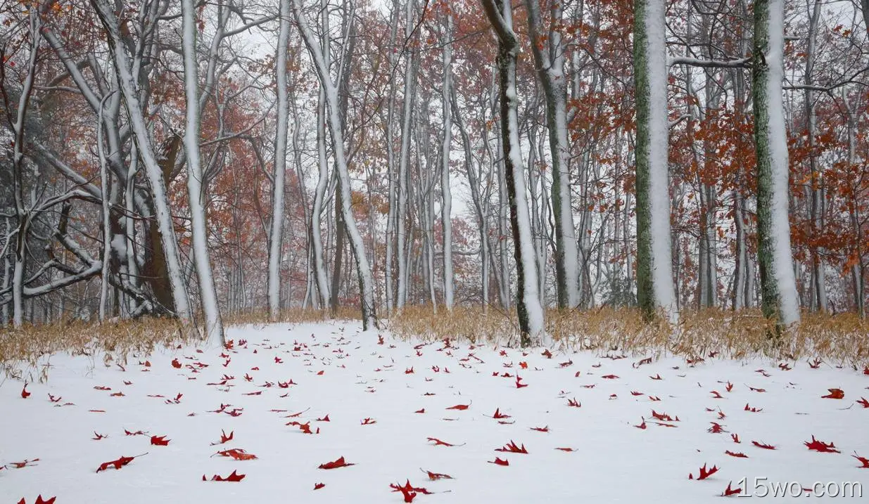 自然 冬季 大自然 Snow 森林 树 高清壁纸
