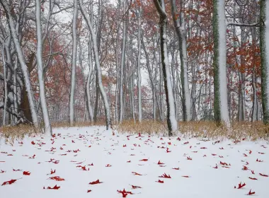 自然 冬季 大自然 Snow 森林 树 高清壁纸 1920x1115