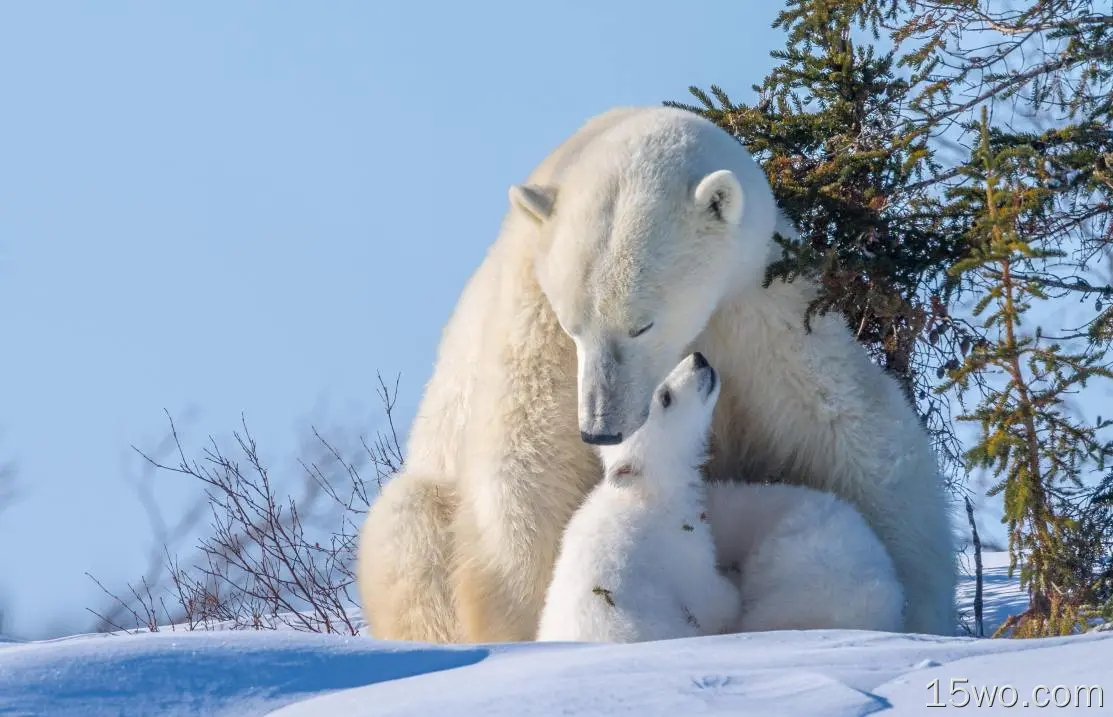动物 北极熊 熊 Wildlife predator Baby Animal Cub 高清壁纸