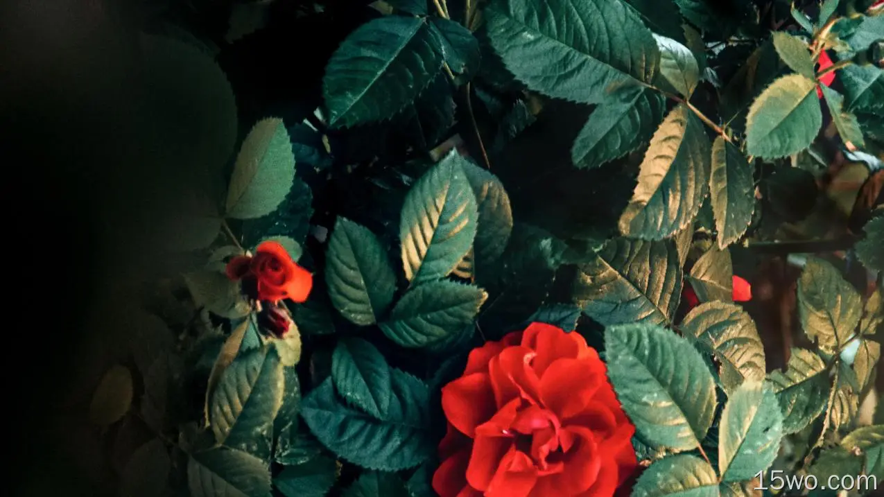 菌群,红色的,显花植物,玫瑰家庭,艺术,壁纸,3840x2160