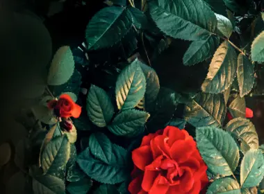 菌群,红色的,显花植物,玫瑰家庭,艺术,壁纸,3840x2160 3840x2160