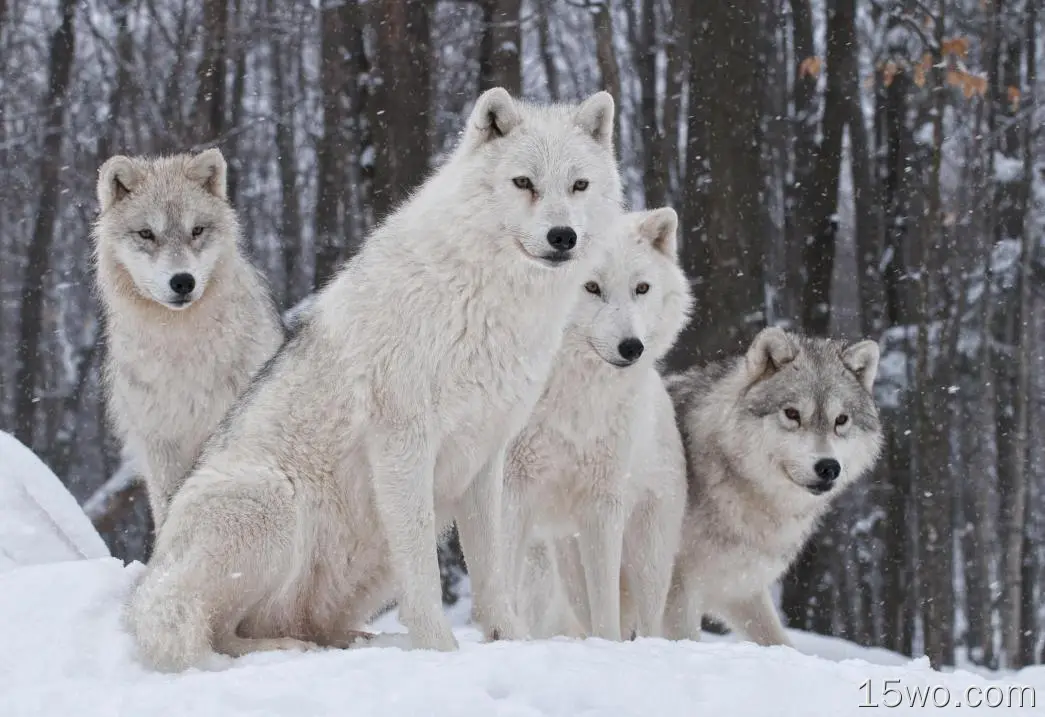 动物 狼 Wildlife predator 冬季 高清壁纸