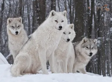 动物 狼 Wildlife predator 冬季 高清壁纸 3508x2408