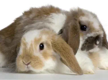 动物 兔子 高清壁纸 2560x1600