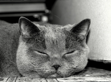 猫，懒，躺着，单色，胖乎乎的 2560x1600