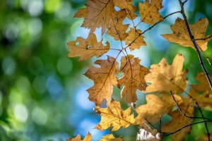 黄叶、枫树、博克、摄影、秋天、秋天  2560x1600